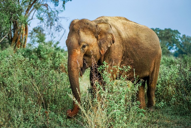 Elephants in a national park